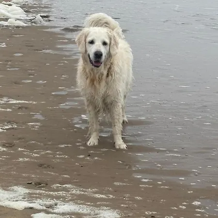 فندق مبيت وإفطار Duin 10